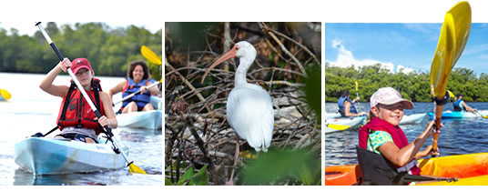 Naples Kayak Tour Descriptions